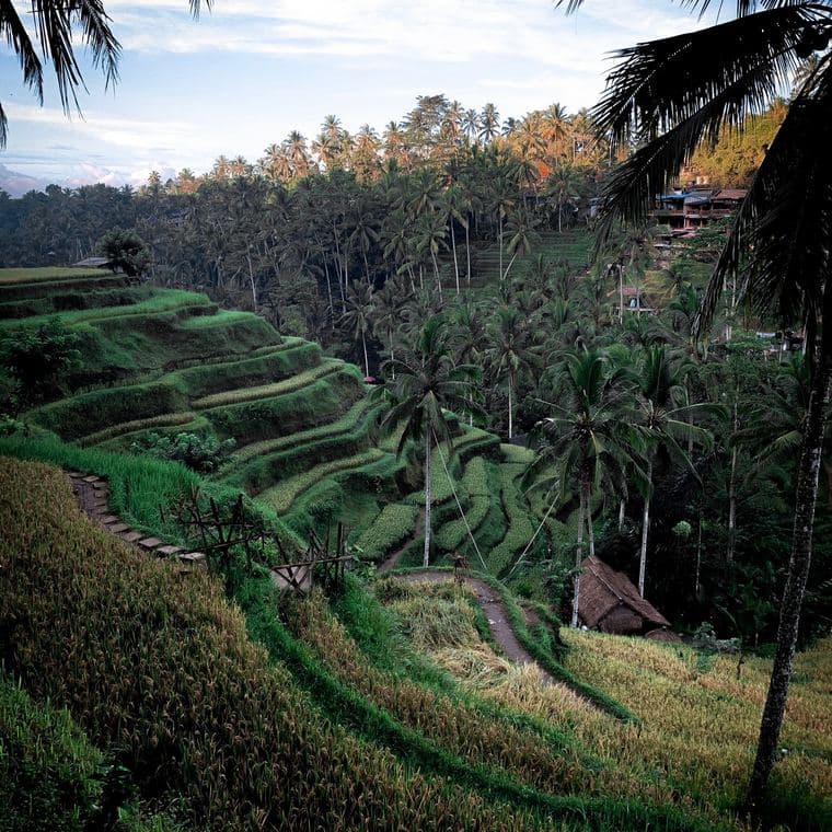 Terraced rice fields in Bali