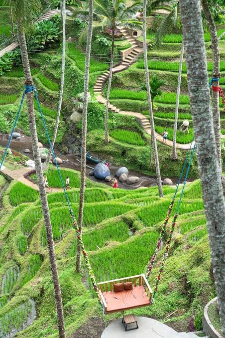 A cushioned swing bed hanging over the stepped green rice terraces of Ubud